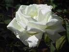 Rosa blanca